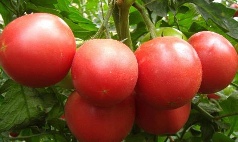 5、番茄.jpg
