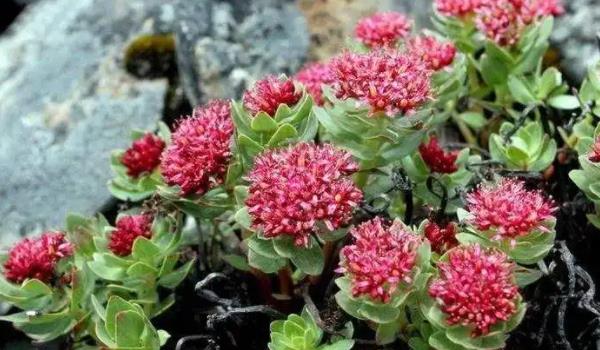 紅景天長什么樣子的圖片 紅景天有哪些功效與作用 紅景天長什么樣子的圖片 紅景天有哪些功效與作用