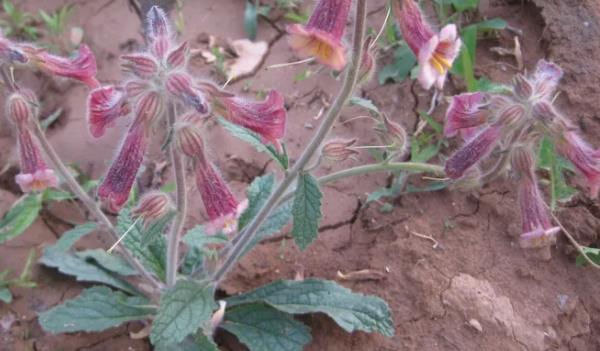 熟地黃長什么樣子的圖片 熟地黃有哪些功效與作用 熟地黃長什么樣子的圖片 熟地黃有哪些功效與作用