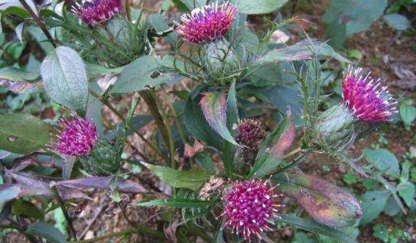 白術長什么樣子的圖片 白術有哪些功效與作用 白術長什么樣子的圖片 白術有哪些功效與作用