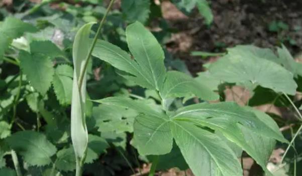 半夏長(zhǎng)什么樣子的圖片 半夏有哪些功效與作用 半夏長(zhǎng)什么樣子的圖片 半夏有哪些功效與作用