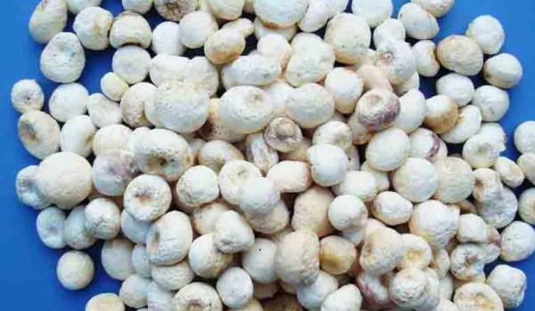 半夏長(zhǎng)什么樣子的圖片 半夏有哪些功效與作用 半夏長(zhǎng)什么樣子的圖片 半夏有哪些功效與作用