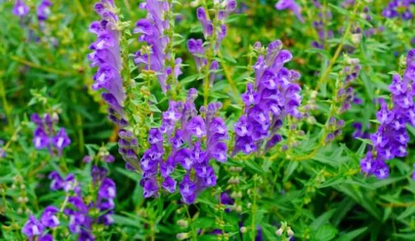 �S���Lʲô���ӵĈDƬ �S������Щ��Ч�c����