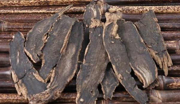 玄參長什么樣子的圖片 玄參有哪些功效與作用 玄參長什么樣子的圖片 玄參有哪些功效與作用