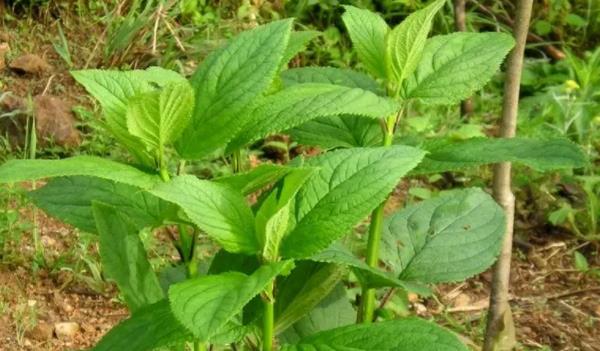 玄參長什么樣子的圖片 玄參有哪些功效與作用 玄參長什么樣子的圖片 玄參有哪些功效與作用