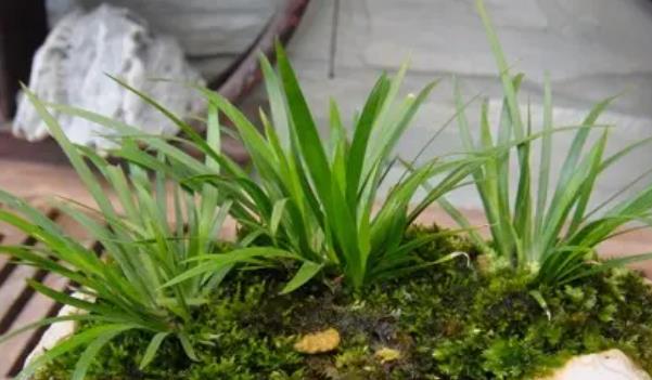 石菖蒲長什么樣子的圖片 石菖蒲有哪些功效與作用 石菖蒲長什么樣子的圖片 石菖蒲有哪些功效與作用