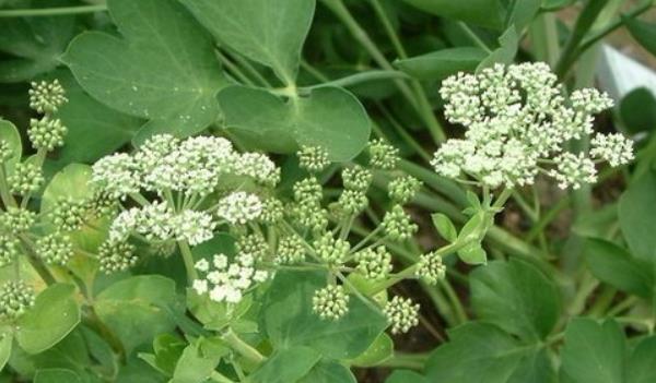 前胡長(zhǎng)什么樣子的圖片 前胡有哪些功效與作用 前胡長(zhǎng)什么樣子的圖片 前胡有哪些功效與作用