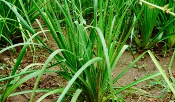 ֪ĸ�Lʲô���ӵĈDƬ ֪ĸ����Щ��Ч�c����