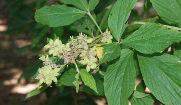 ǧ����Lʲô���ӵĈDƬ ǧ�������Щ��Ч�c����