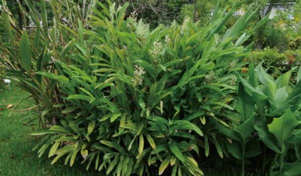 �������Lʲô�ӵĈDƬ ����������Щ��Ч�c����