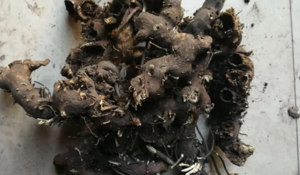 �����L(zh��ng)ʲô���ӵĈDƬ ��������Щ��Ч�c����