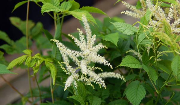 �����L(zh��ng)ʲô���ӵĈDƬ ��������Щ��Ч�c����