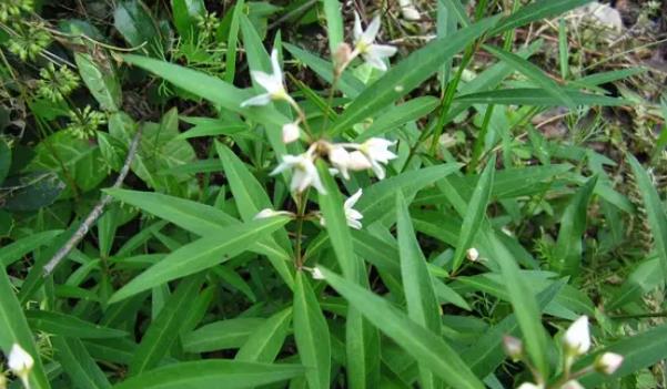 ��ǰ�Lʲô���ӵĈDƬ ��ǰ����Щ��Ч�c����