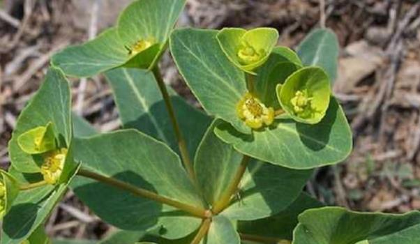 ����Lʲô���ӵĈDƬ �������Щ��Ч�c����