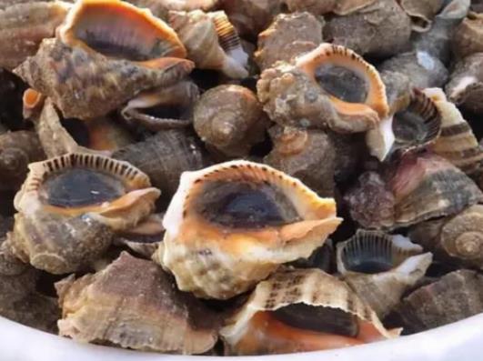 海螺發紫是不是壞了?大海螺什么位置不能吃