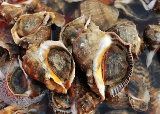 海螺發紫是不是壞了?大海螺什么位置不能吃