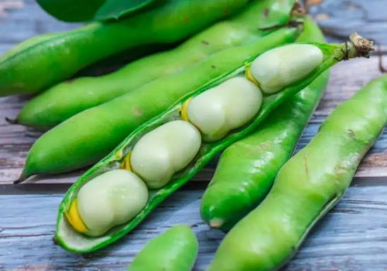 蠶豆幾分鐘可以煮熟?生的蠶豆可以吃嗎