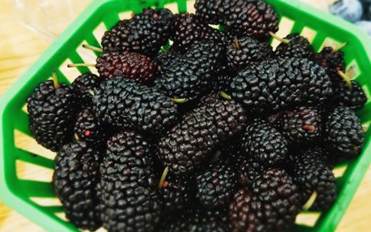 喝了桑葚泡的水大便怎么是黑色的了 桑葚干泡出來的水是黑色的正常嗎