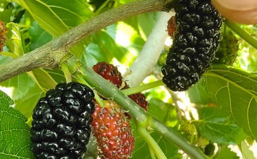 喝了桑葚泡的水大便怎么是黑色的了 桑葚干泡出來的水是黑色的正常嗎