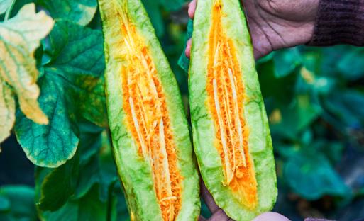 羊角蜜吃完嗓子不舒服是怎么回事 羊角蜜的皮和籽能吃嗎