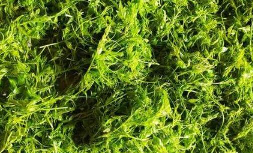 莓茶是煮好還是泡好 莓茶怎么泡好喝