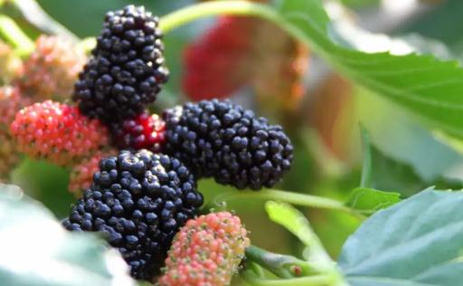 桑葚吃多了便便會黑嗎 桑葚怎樣吃補腎效果好