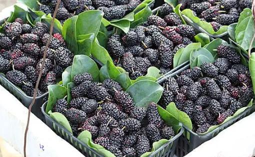 桑葚吃多了便便會黑嗎 桑葚怎樣吃補腎效果好