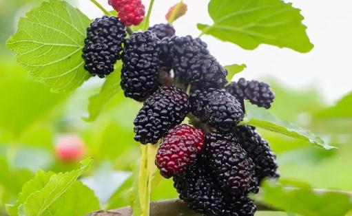 桑葚吃多了便便會黑嗎 桑葚怎樣吃補腎效果好