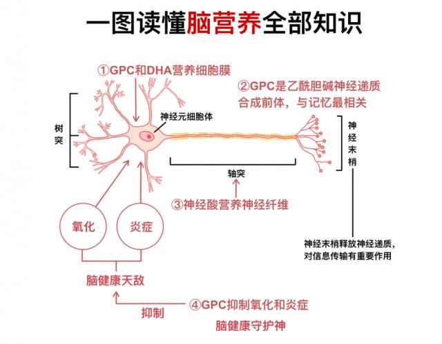 揭秘腦力提升的“關鍵先生”,GPC讓思維更加敏捷!