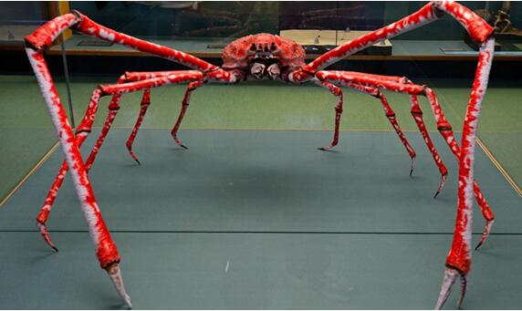 世界上最大的螃蟹,巨型殺人蟹蜘蛛蟹重40斤!