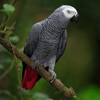 灰鸚鵡.jpg