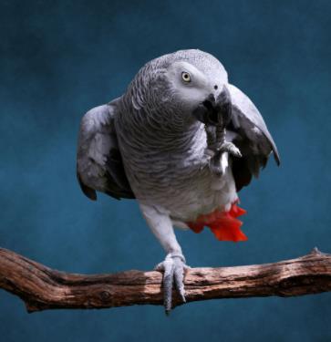 灰鸚鵡3.jpg