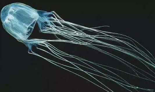 世界上最毒的生物箱水母.jpg