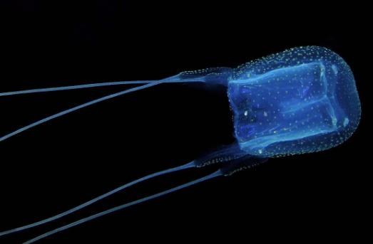 世界上最毒的生物箱水母2.jpg