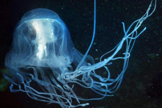 世界上最毒的生物箱水母3.jpg