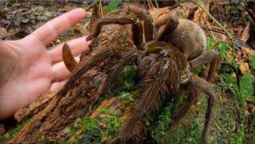 �������R�dʳ�B�����Ǽ���˹����o(j��)����w�e����֩��