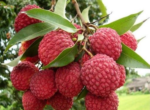 世界上最貴的荔枝 每顆1.2萬 增城拍賣世界最貴水果掛綠荔枝5.jpg