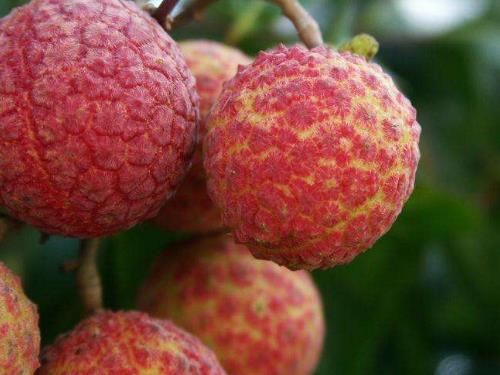 世界上最貴的荔枝 每顆1.2萬 增城拍賣世界最貴水果掛綠荔枝1.jpg