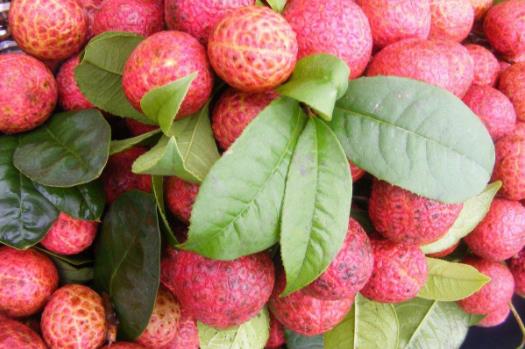 世界上最貴的荔枝 每顆1.2萬 增城拍賣世界最貴水果掛綠荔枝7.jpg