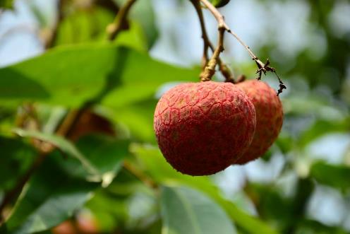 世界上最貴的荔枝 每顆1.2萬 增城拍賣世界最貴水果掛綠荔枝3.jpg