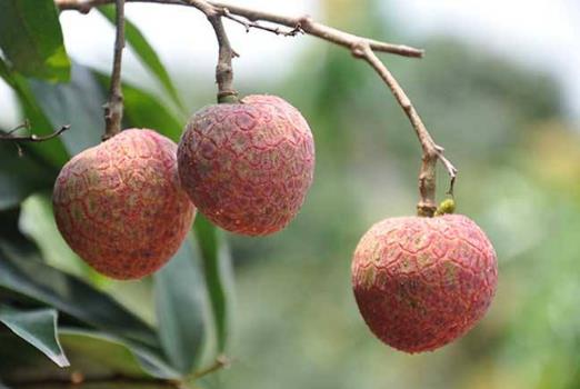 世界上最貴的荔枝 每顆1.2萬 增城拍賣世界最貴水果掛綠荔枝8.jpg