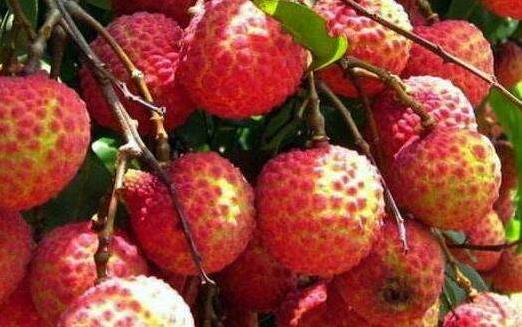 世界上最貴的荔枝 每顆1.2萬 增城拍賣世界最貴水果掛綠荔枝2.jpg