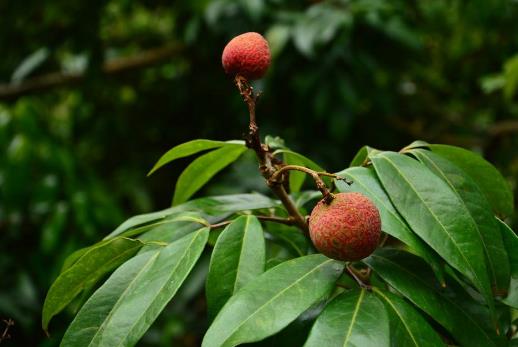 世界上最貴的荔枝 每顆1.2萬 增城拍賣世界最貴水果掛綠荔枝4.jpg