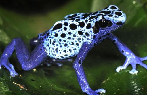 鈷藍箭毒蛙3