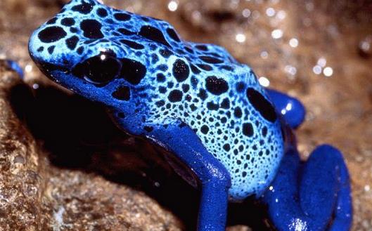 鈷藍箭毒蛙1