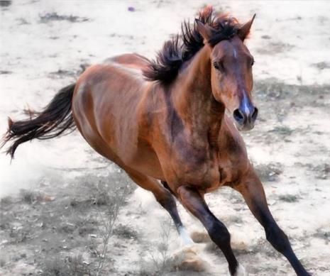 世界上跑得最快的馬:純血馬1.jpg