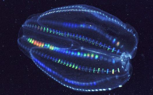 地球上最早的生物櫛水母