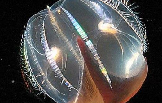 地球上最早的生物櫛水母