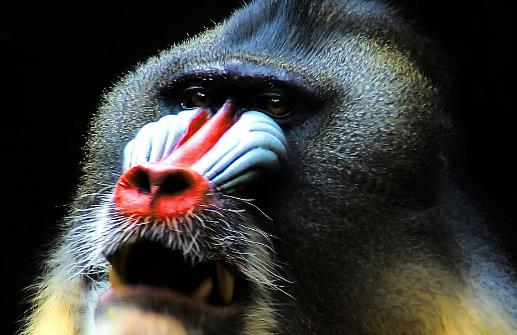 世界上最好看的猴子山魈