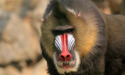 世界上最好看的猴子山魈